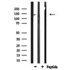 RNF123 Antibody in Western Blot (WB)
