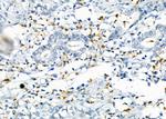 RNF167 Antibody in Immunohistochemistry (Paraffin) (IHC (P))