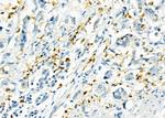 RNF167 Polyclonal Antibody
