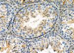 RNF167 Antibody in Immunohistochemistry (Paraffin) (IHC (P))