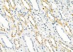 RNF167 Antibody in Immunohistochemistry (Paraffin) (IHC (P))