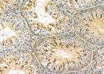 RNF167 Antibody in Immunohistochemistry (Paraffin) (IHC (P))