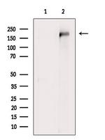UBR2 Polyclonal Antibody