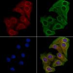 GFM1 Polyclonal Antibody