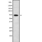 EDEM1 Polyclonal Antibody