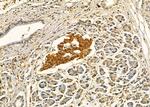 EDEM2 Antibody in Immunohistochemistry (Paraffin) (IHC (P))