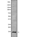 EIF1B Antibody in Western Blot (WB)