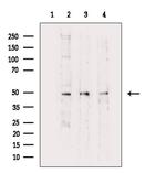 eIF5 Polyclonal Antibody
