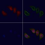 FNBP4 Antibody in Immunocytochemistry (ICC/IF)