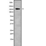 GPATCH8 Antibody in Western Blot (WB)