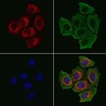 GCP2 Polyclonal Antibody