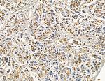 Connexin 31.1 Antibody in Immunohistochemistry (Paraffin) (IHC (P))