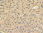 Connexin 31.1 Antibody in Immunohistochemistry (Paraffin) (IHC (P))