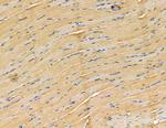 Connexin 31.1 Antibody in Immunohistochemistry (Paraffin) (IHC (P))