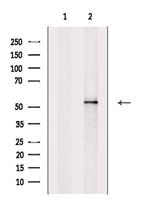 GAPDHS Polyclonal Antibody