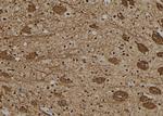 GON4L Polyclonal Antibody