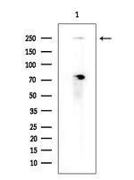 GON4L Antibody in Western Blot (WB)