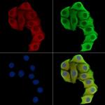 GIMA7 Antibody in Immunocytochemistry (ICC/IF)