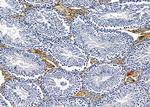 GIMA7 Antibody in Immunohistochemistry (Paraffin) (IHC (P))