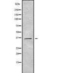 GIMA7 Antibody in Western Blot (WB)