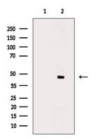 MTG2 Antibody in Western Blot (WB)