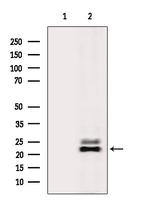 DIRAS2 Polyclonal Antibody