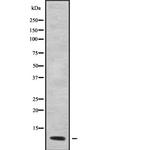 Gng12 Polyclonal Antibody