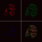 GNG3 Antibody in Immunocytochemistry (ICC/IF)