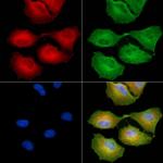 GNG5 Polyclonal Antibody