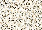 HEATR1 Antibody in Immunohistochemistry (Paraffin) (IHC (P))