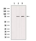 HGF Activator Antibody in Western Blot (WB)