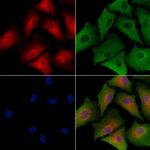 HGF Activator Polyclonal Antibody