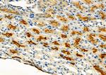 HGF Activator Antibody in Immunohistochemistry (Paraffin) (IHC (P))