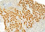 HGF Activator Antibody in Immunohistochemistry (Paraffin) (IHC (P))