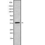 HOXC10 Polyclonal Antibody