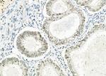 NKX6-2 Antibody in Immunohistochemistry (Paraffin) (IHC (P))