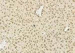 NKX6-2 Antibody in Immunohistochemistry (Paraffin) (IHC (P))