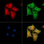 CD179a Polyclonal Antibody