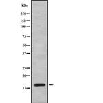 CD179a Antibody in Western Blot (WB)