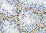 MED29 Antibody in Immunohistochemistry (Paraffin) (IHC (P))