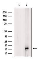 MED9 Antibody in Western Blot (WB)