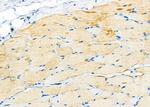 MRPL23 Polyclonal Antibody