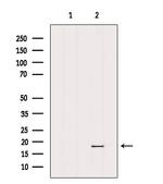MRPL23 Antibody in Western Blot (WB)
