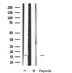 MRPL23 Antibody in Western Blot (WB)