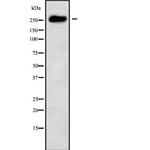 MUC6 Antibody in Western Blot (WB)