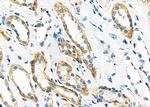 MEGF6 Antibody in Immunohistochemistry (Paraffin) (IHC (P))