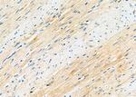 MEGF6 Antibody in Immunohistochemistry (Paraffin) (IHC (P))