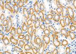 MEGF6 Antibody in Immunohistochemistry (Paraffin) (IHC (P))