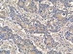 MEGF6 Antibody in Immunohistochemistry (Paraffin) (IHC (P))