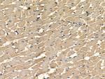 MEGF6 Antibody in Immunohistochemistry (Paraffin) (IHC (P))